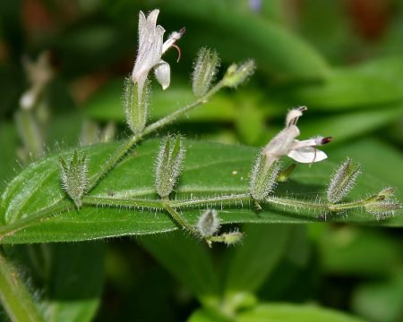 Andrographis 95%