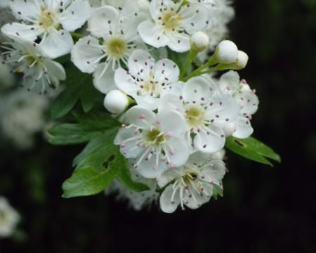 Biancospino 0,5%