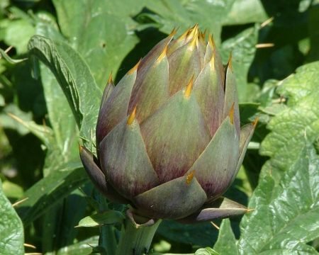 Carciofo clorog. 2,5%