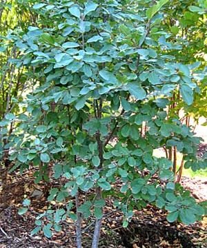 Cascara sagrada