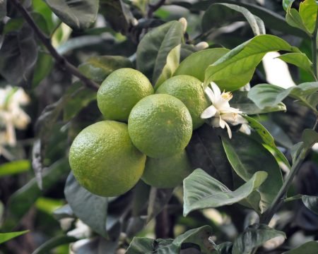 Citrus aurantium 6,0%