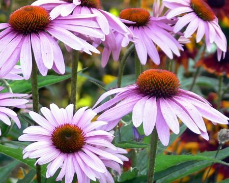 Echinacea angust. 0,6%