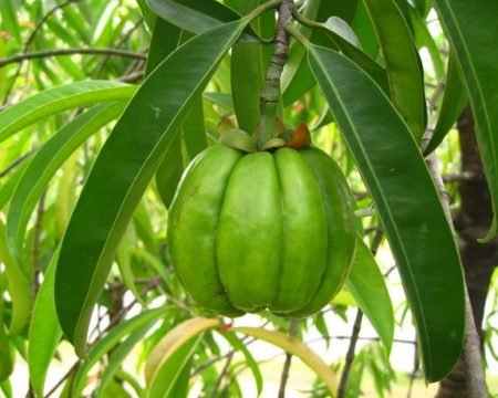 Garcinia 60,0%