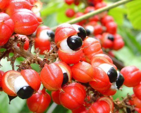 Guaranà 10,0%