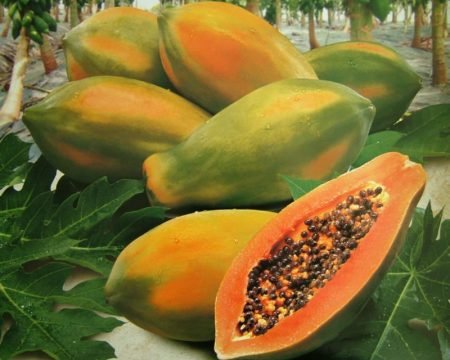 Papaya