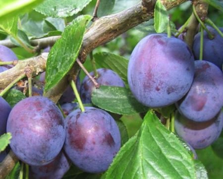 Prugna