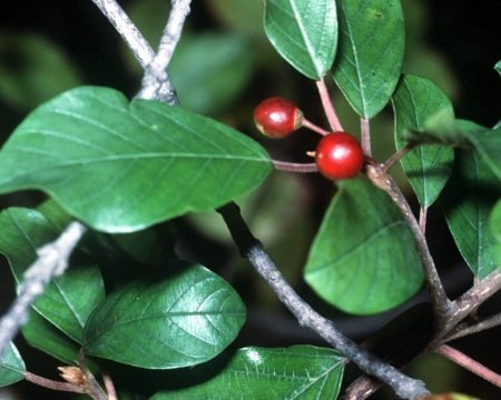 Rhamnus frangula