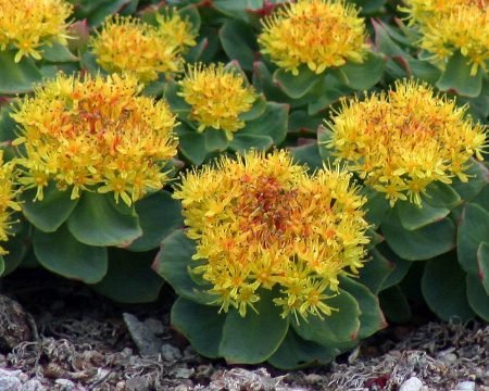Rhodiola rosea 1,0%