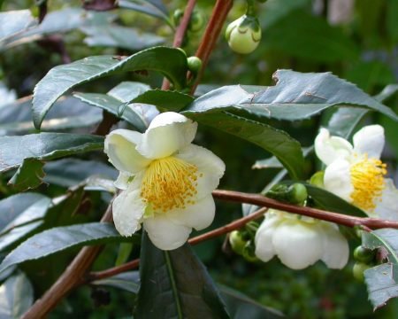 The verde dec. EGCG